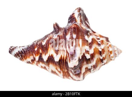 Dunkelbraune Muschel muricider Mollusk isoliert auf weißem Grund Stockfoto