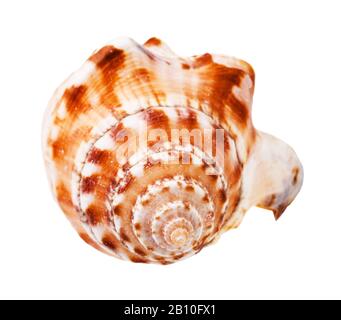 Helix-Muschel von Meermollusk isoliert auf weißem Hintergrund Stockfoto