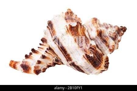 Braun gestreifte Muschel muricider Mollusk isoliert auf weißem Grund Stockfoto