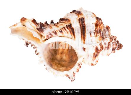 Leere braun gestreifte Muschel muricider Mollusk isoliert auf weißem Grund Stockfoto