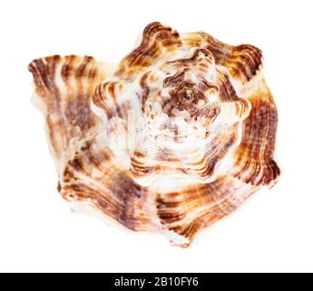 Helix der Schale der braunen muriciden Mollusk isoliert auf weißem Hintergrund Stockfoto