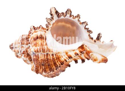 Leeres Conch von braunen Muriciiden mollusk isoliert auf weißem Hintergrund Stockfoto