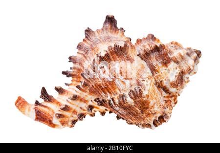 Conch of Brown muricides mollusk isoliert auf weißem Hintergrund Stockfoto