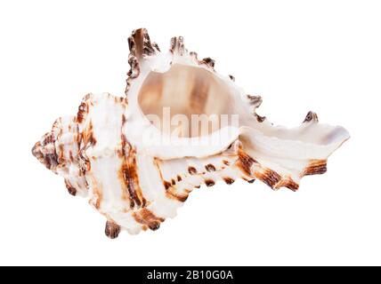 Leeres braun gestreiftes Conch von muricidas mollusk isoliert auf weißem Grund Stockfoto