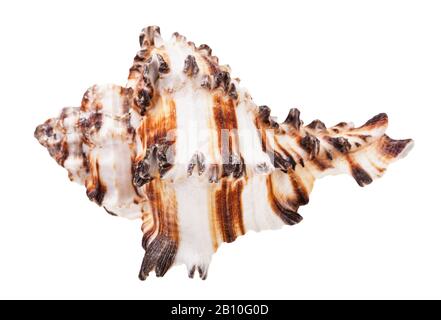 Braun gestreiftes Conch von muriciden Mollusk isoliert auf weißem Grund Stockfoto