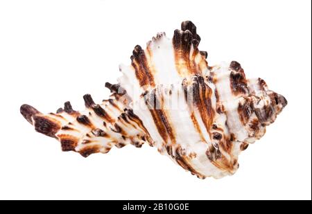 Braun gestreifte Muschel muricider Mollusk isoliert auf weißem Grund Stockfoto