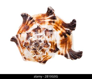 Vorderansicht der braun gestreiften Muschel muricider Mollusk isoliert auf weißem Hintergrund Stockfoto