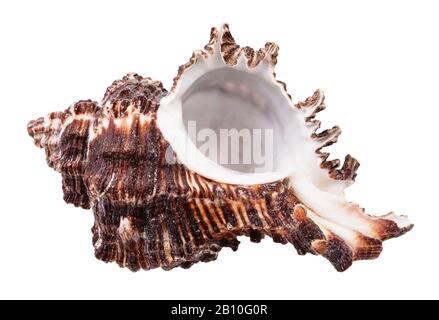 Leeres dunkelbraunes Muscheln isoliert auf weißem Grund Stockfoto