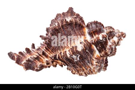 Dunkelbraunes Muscheln isoliert auf weißem Grund Stockfoto