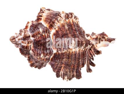 Dunkelbraunes Muscheln isoliert auf weißem Grund Stockfoto