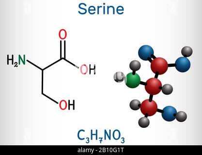 Serin, Ser-Aminosäure-Molekül. Es wird bei der Biosynthese von Proteinen verwendet. Strukturelle chemische Formel und Molekularmodell. Vektorgrafiken Stock Vektor