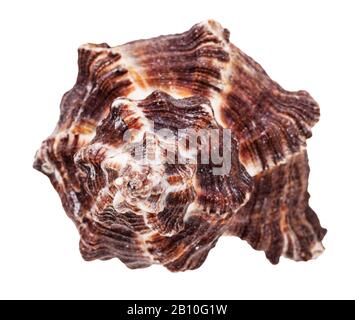 Helix dunkelbrauner Muscheln isoliert auf weißem Grund Stockfoto
