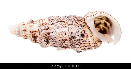 Leere Schale cerith mollusk isoliert auf weißem Hintergrund Stockfoto