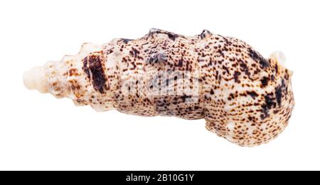 Schale von cerith mollusk isoliert auf weißem Hintergrund Stockfoto