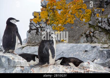 Chinstrap Penguins; Pygoscelis antarcticus nistet im Orne Harbour an der Danco-Küste, Graham Land, Antarktis mit hellen, bedeckten Felsen. Stockfoto