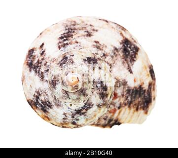 Helix-Schale aus whelkigen Weichtieren isoliert auf weißem Hintergrund Stockfoto