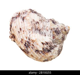 Der Weichtier-Conch wurde auf weißem Hintergrund isoliert Stockfoto