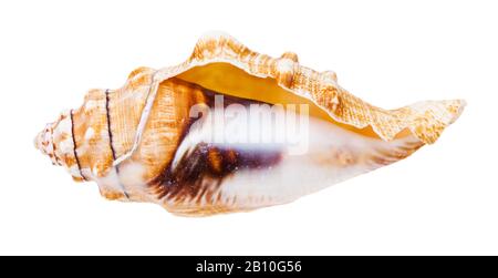 Leerer Eintich der Seeschnecke isoliert auf weißem Grund Stockfoto