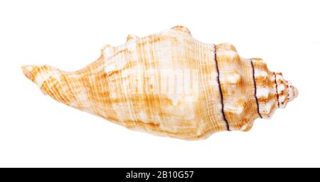 Der Seeschneckenkonch wurde auf weißem Grund isoliert Stockfoto