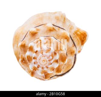 Helix-Conch der Meeresschnecke isoliert auf weißem Hintergrund Stockfoto