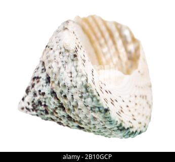 Leere Schale aus Schlitzschnecke isoliert auf weißem Hintergrund Stockfoto