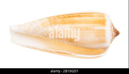 Leere Schale der Conusschnecke isoliert auf weißem Hintergrund Stockfoto