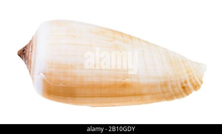 Hellbraune Schale der Conusschnecke isoliert auf weißem Grund Stockfoto