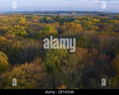 Blick über den Hainich vom Baumwipfelpfad im Nationalpark, Thüringen, Deutschland Stockfoto