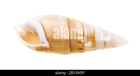 Leere Schale cerith mollusk isoliert auf weißem Hintergrund Stockfoto