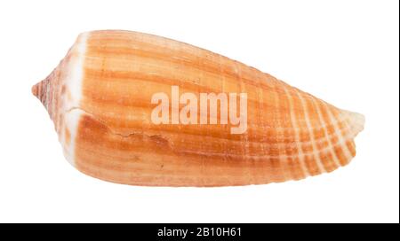 Schale der Kegelschnecke isoliert auf weißem Grund Stockfoto