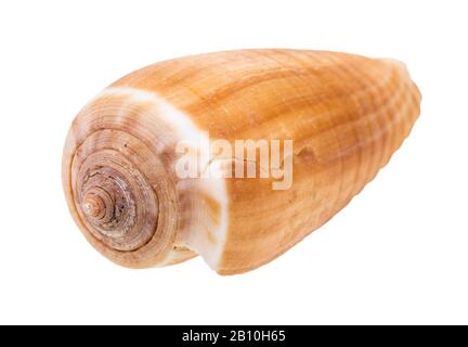 Seeschell aus Kegelschnecke isoliert auf weißem Grund Stockfoto