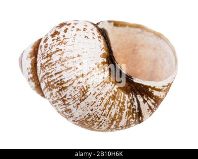 Leere Schneckenschale isoliert auf weißem Hintergrund Stockfoto