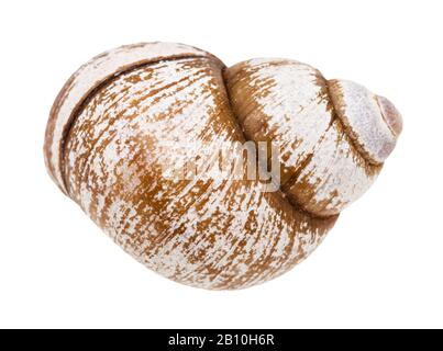 Schneckenschale isoliert auf weißem Grund Stockfoto