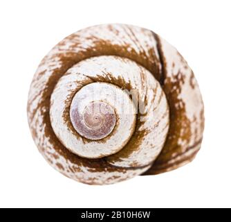 Helix-Schale der Schnecke isoliert auf weißem Hintergrund Stockfoto