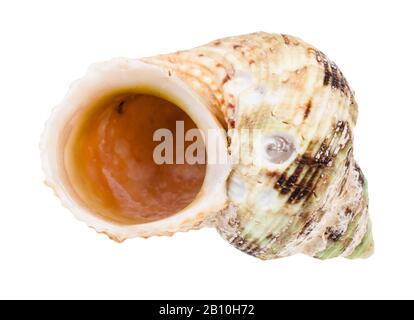 Leere alte Schale von whelkigen Weichtieren isoliert auf weißem Hintergrund Stockfoto