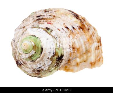 Alte Helix-Schale aus whelkigen Weichtieren isoliert auf weißem Hintergrund Stockfoto
