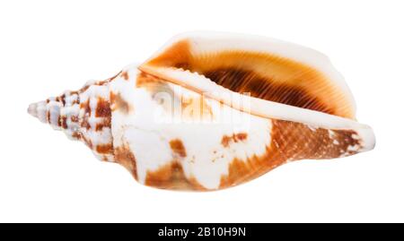 Leeres, auf weißem Hintergrund isoliertes Weichtier Stockfoto