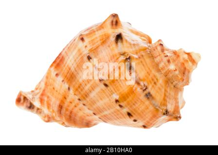 Der Rapana-Conch wurde auf weißem Hintergrund isoliert Stockfoto