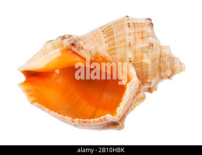 Leerer Rapana-Conch auf weißem Hintergrund isoliert Stockfoto
