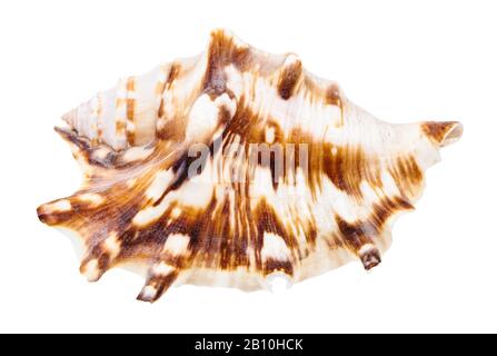 Schale der Muricidaschnecke isoliert auf weißem Grund Stockfoto