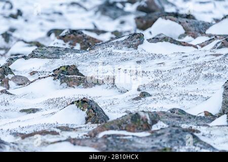 Rock Ptarmigan (Lagopus muta) in Cairn Gorm in den schottischen Highlands im Winter, Großbritannien Stockfoto