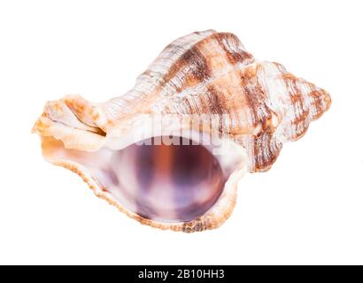Leere Schale der Whelkschnecke isoliert auf weißem Hintergrund Stockfoto