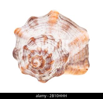 Helix-Schale aus Whelkenschnecke isoliert auf weißem Hintergrund Stockfoto