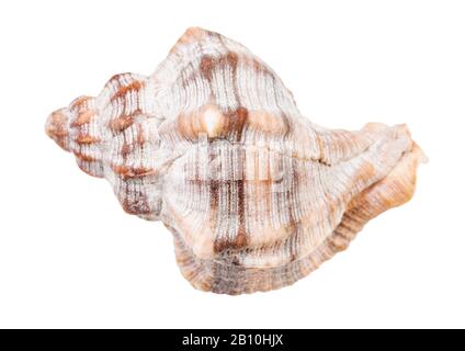 Schale der Whelkenschnecke isoliert auf weißem Hintergrund Stockfoto