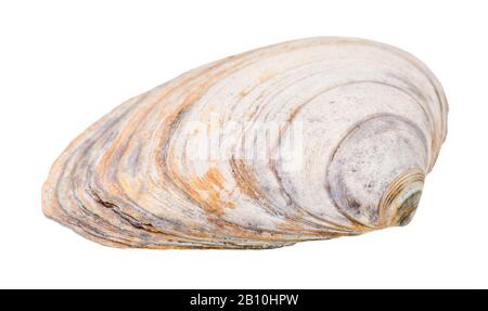 Altes schäbige Muschel aus Klamm isoliert auf weißem Hintergrund Stockfoto