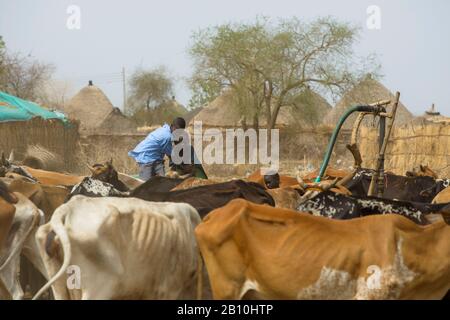 Jungen rangieren in der Sahelzone im Sudan Stockfoto