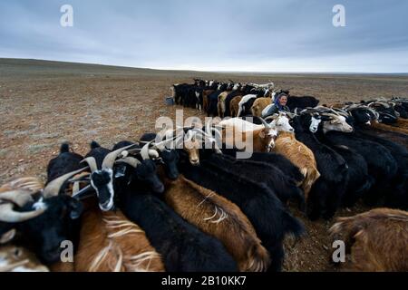 Mongolische Nomaden melken Ziegen in der Wüste Gobi, in der Mongolei Stockfoto