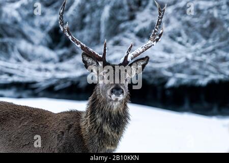 Schottischer Rothirsch (Cervus elaphus) im verschneiten Winterwald in Schottland Stockfoto