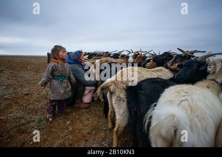 Mongolische Nomaden melken Ziegen in der Wüste Gobi, in der Mongolei Stockfoto