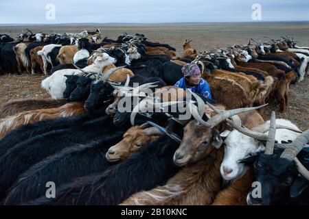 Mongolische Nomaden melken Ziegen in der Wüste Gobi, in der Mongolei Stockfoto